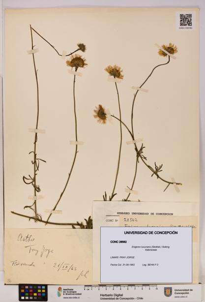 Erigeron luxurians [Espécimen: UDEC:CONC:0028562]