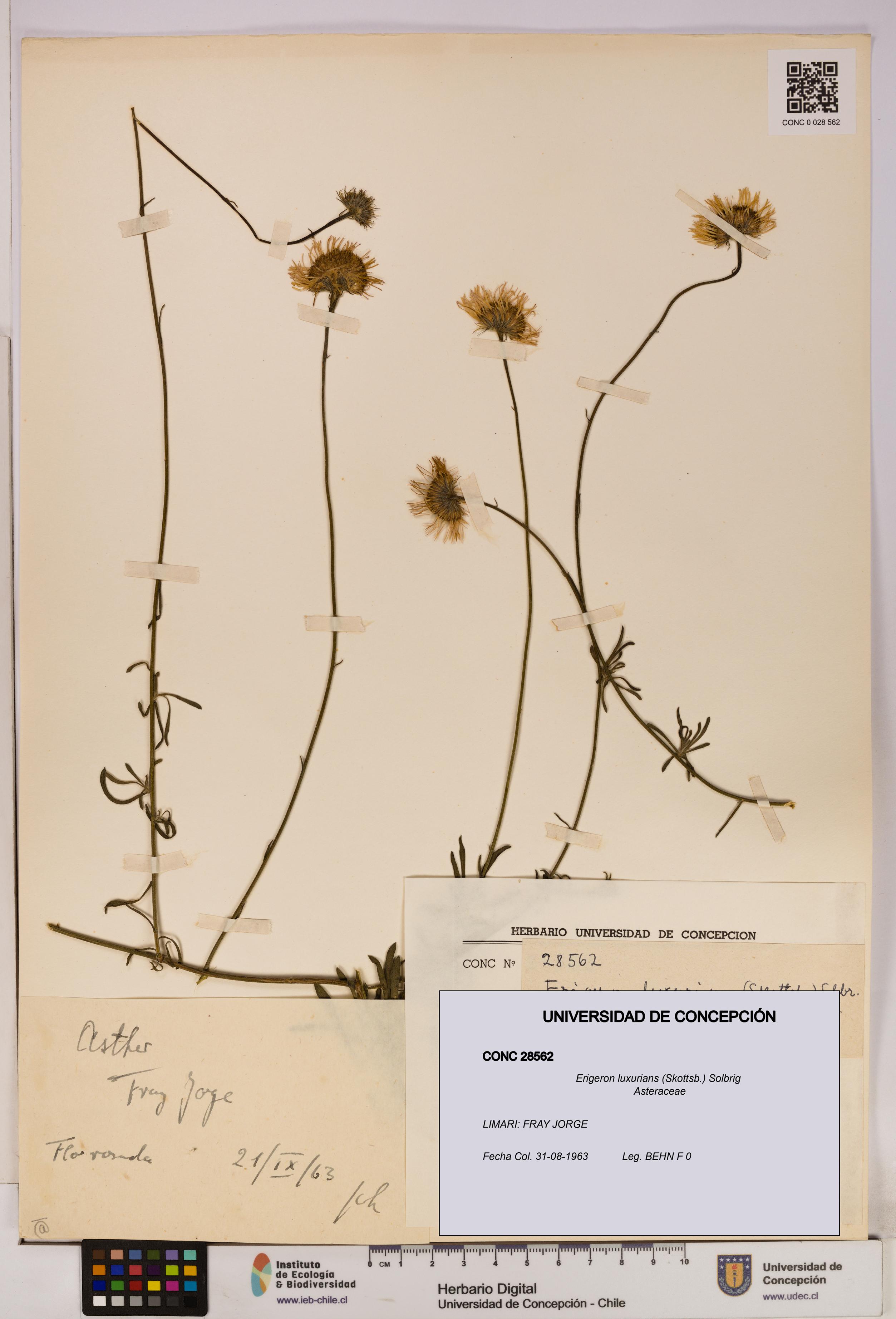 Erigeron luxurians [Espécimen: UDEC:CONC:0028562]