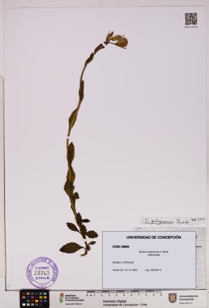 Senecio pilquensis [Espécimen: UDEC:CONC:0028563]