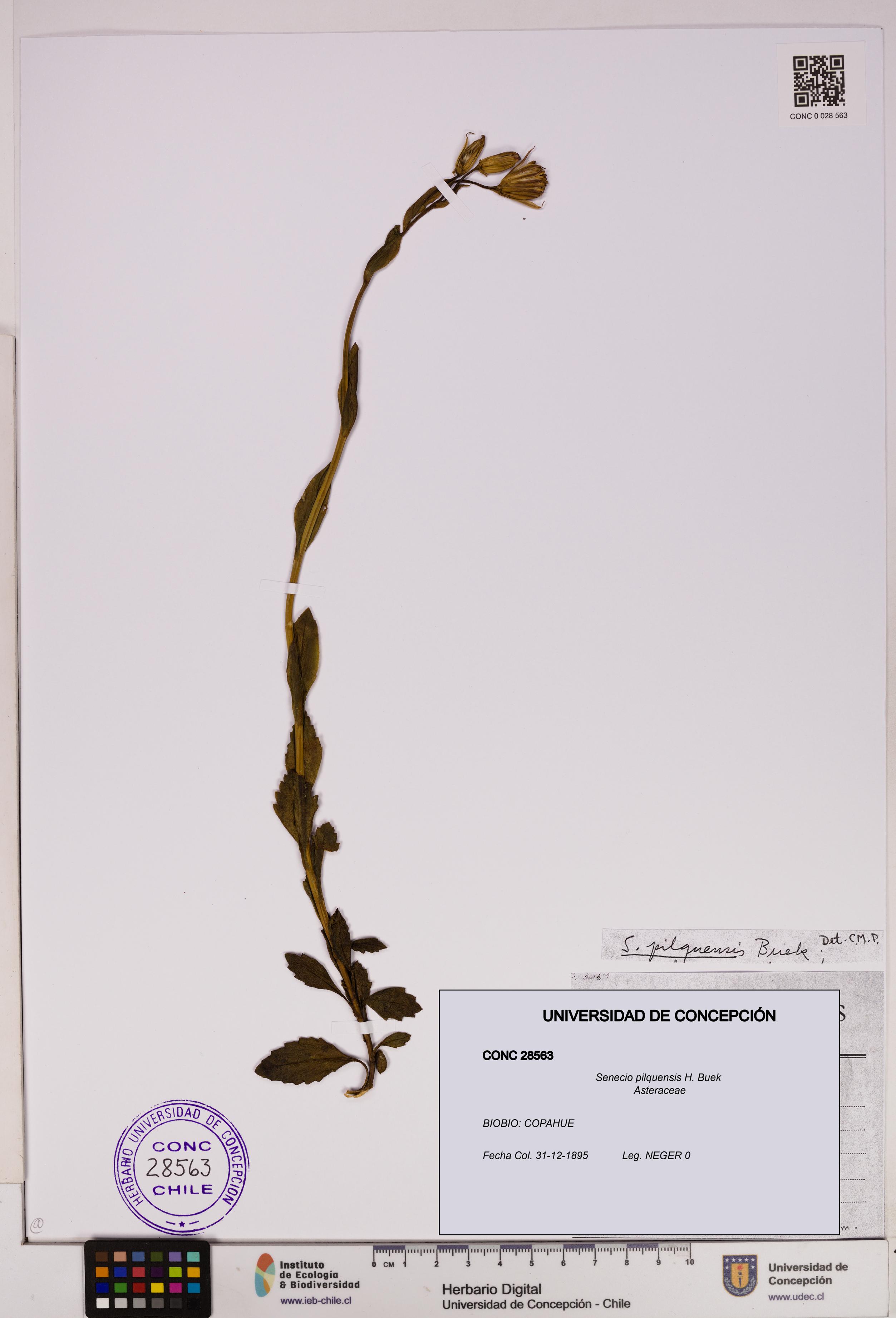 Senecio pilquensis [Espécimen: UDEC:CONC:0028563]