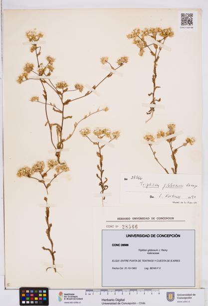Triptilion gibbosum [Espécimen: ]