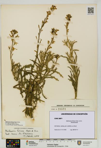 Mathewsia foliosa [Espécimen: UDEC:CONC:0028571]