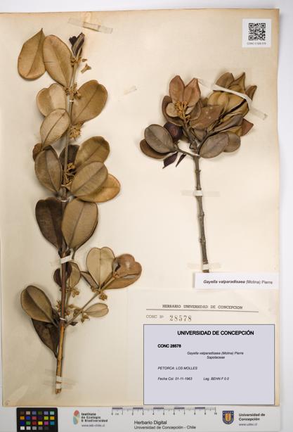 Gayella valparadisaea [Espécimen: UDEC:CONC:0028578]