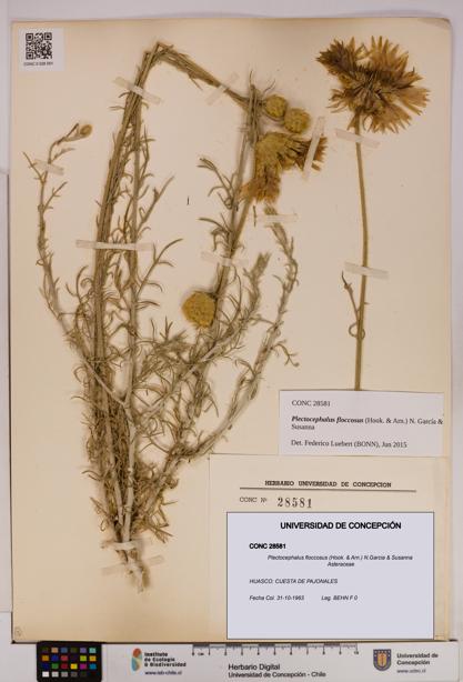 Plectocephalus floccosus [Espécimen: UDEC:CONC:0028581]