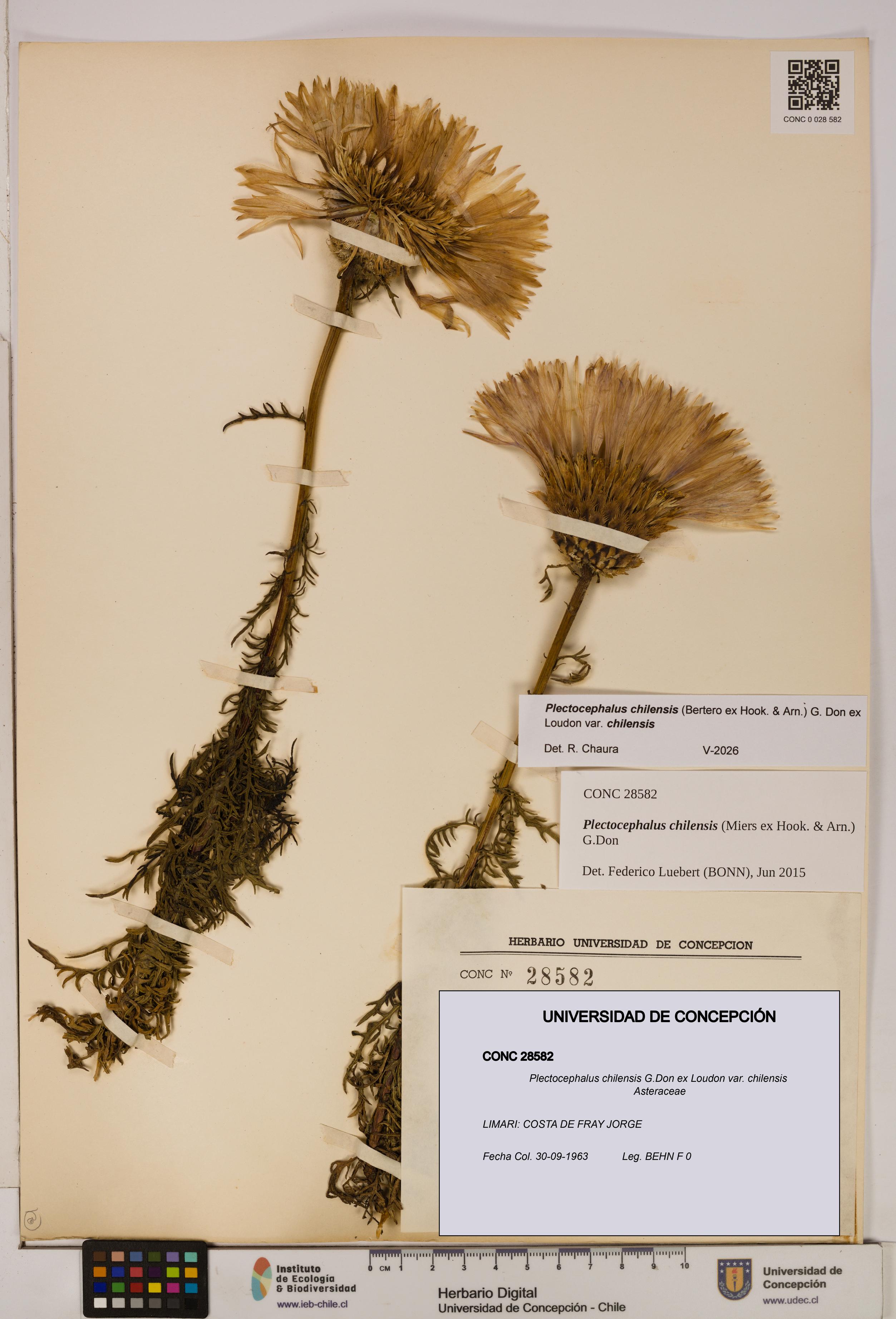 Plectocephalus chilensis [Espécimen: ]