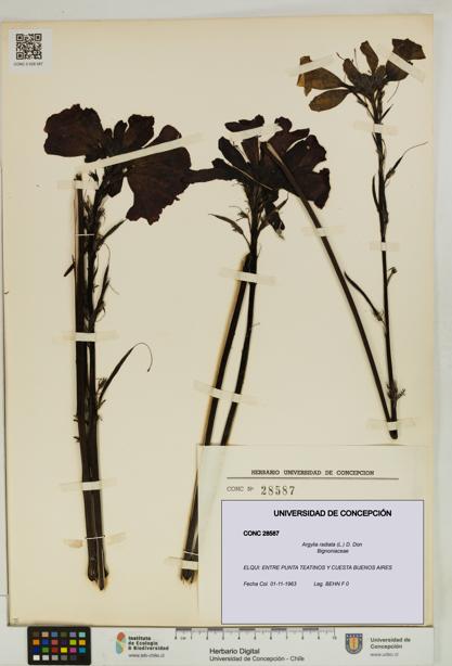 Argylia radiata [Espécimen: UDEC:CONC:0028587]