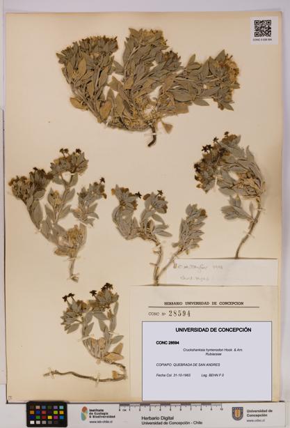 Cruckshanksia hymenodon [Espécimen: UDEC:CONC:0028594]