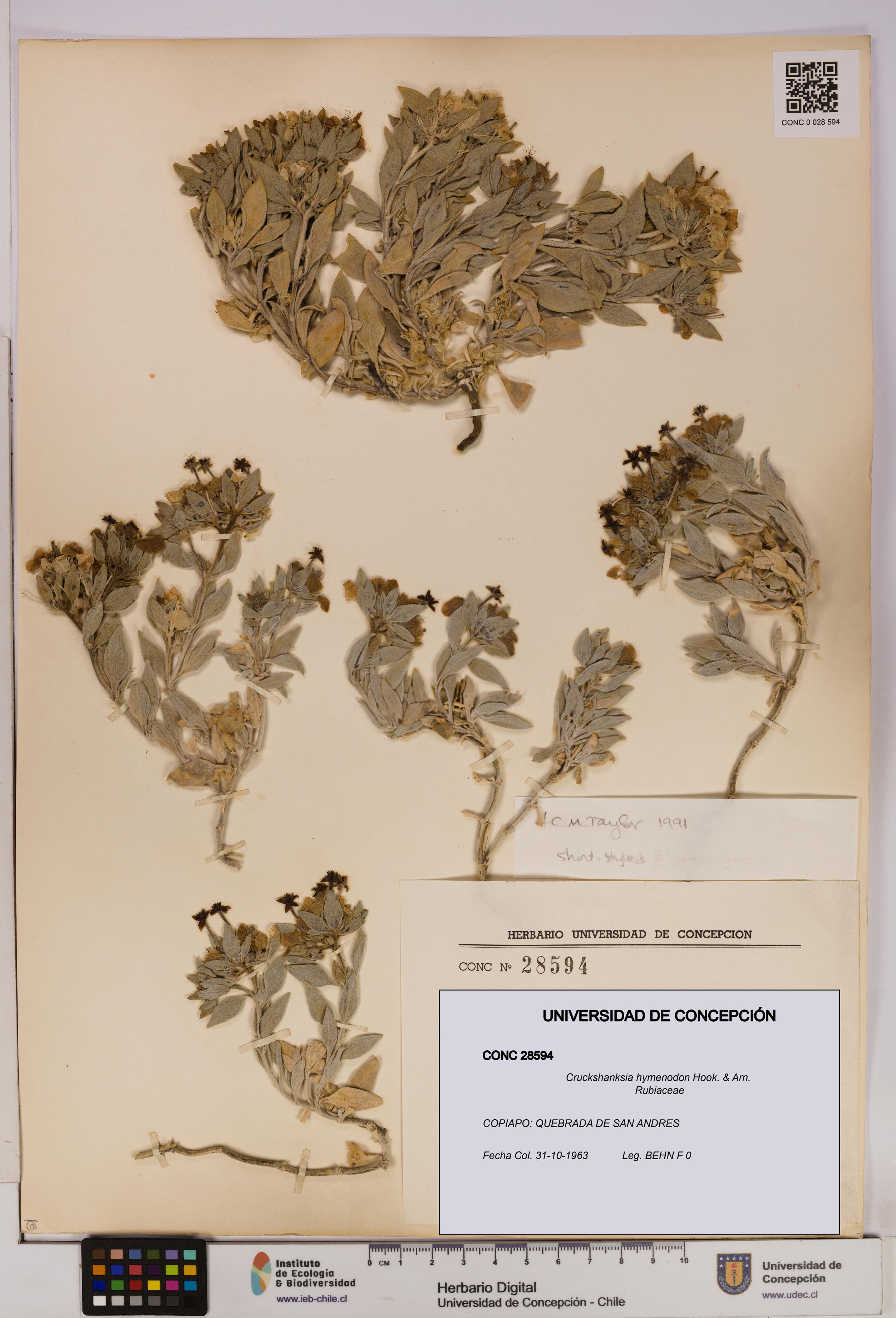 Cruckshanksia hymenodon [Espécimen: UDEC:CONC:0028594]