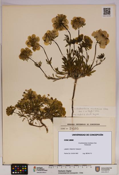 Cruckshanksia montiana [Espécimen: UDEC:CONC:0028595]