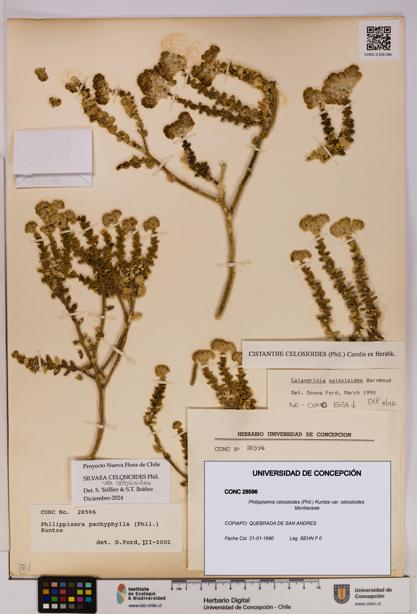 Philippiamra celosioides [Espécimen: ]