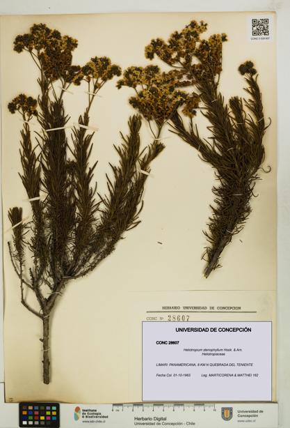 Heliotropium stenophyllum [Espécimen: UDEC:CONC:0028607]