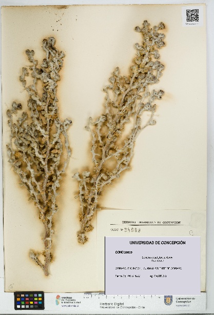 Senecio eriophyton [Espécimen: UDEC:CONC:0028609]