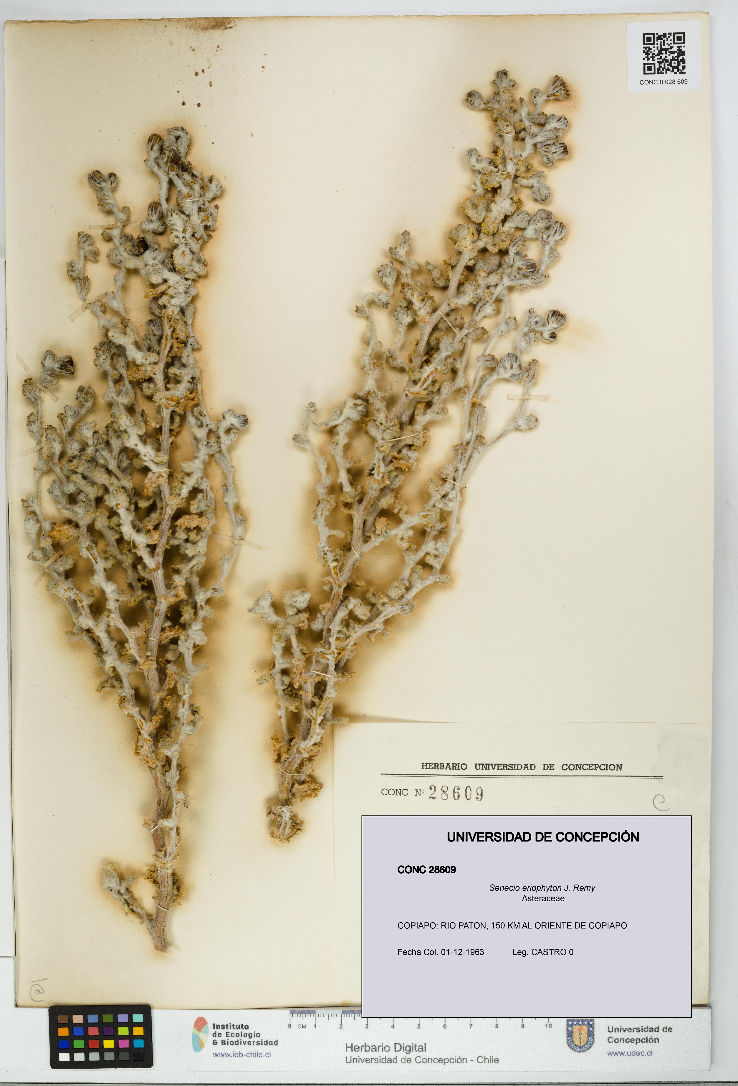 Senecio eriophyton [Espécimen: UDEC:CONC:0028609]