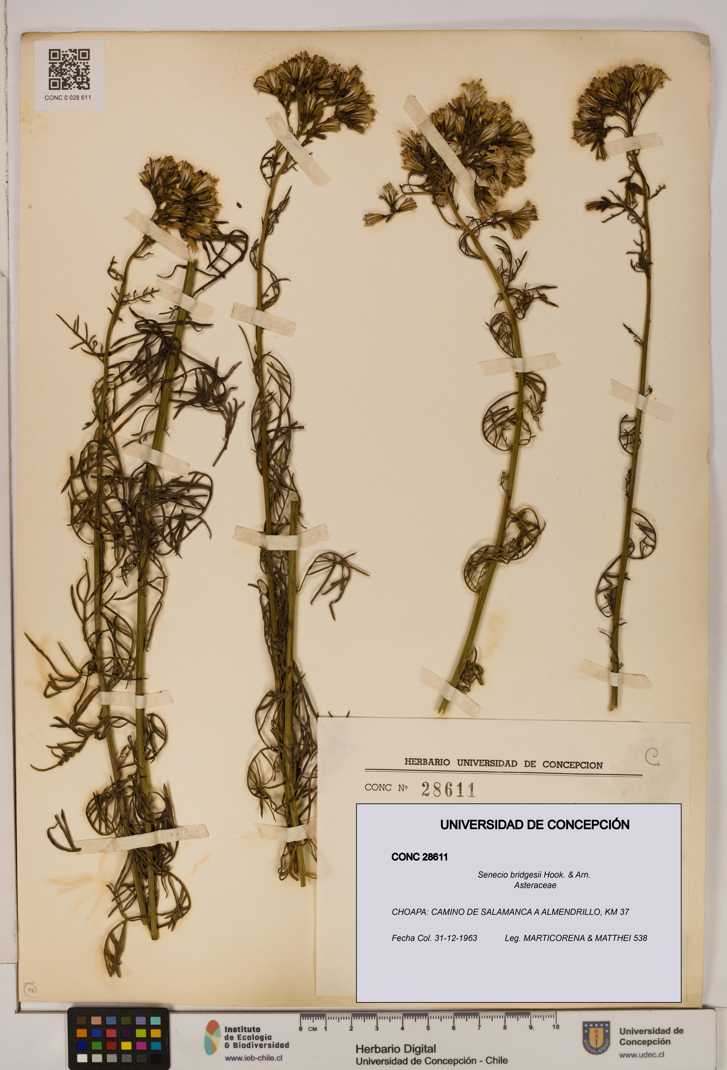 Senecio bridgesii [Espécimen: UDEC:CONC:0028611]
