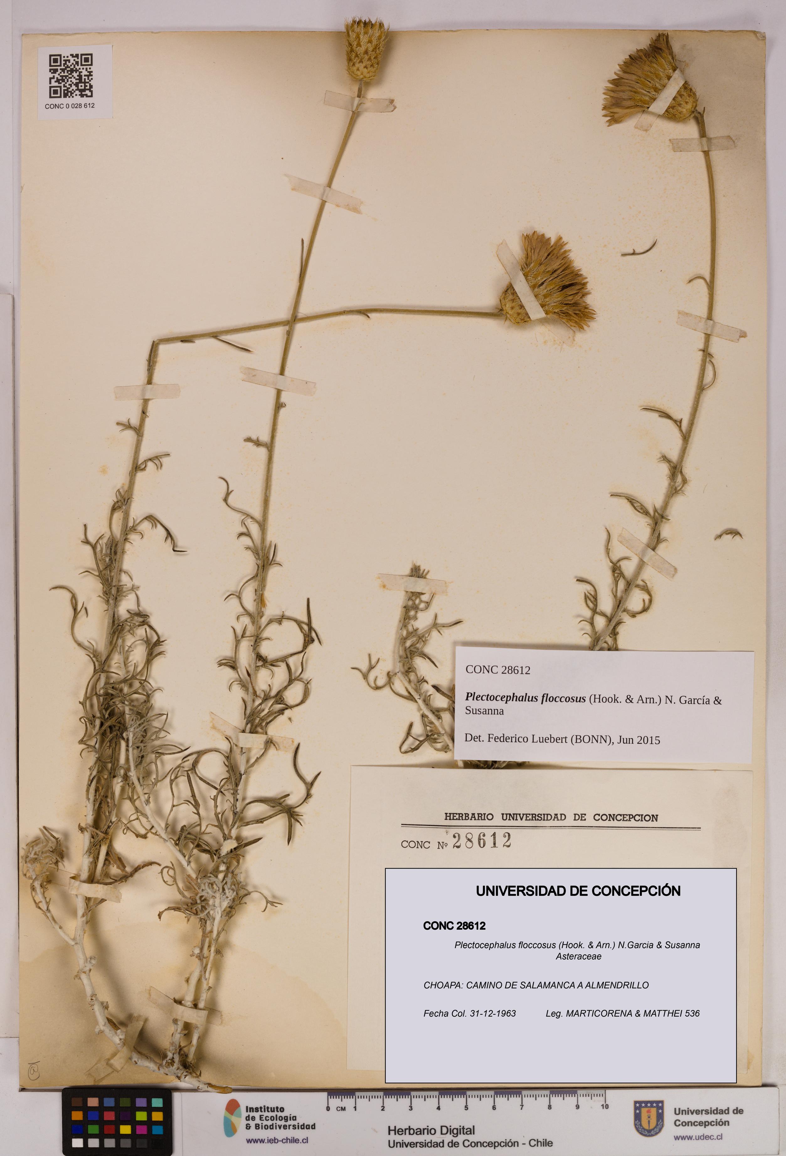 Plectocephalus floccosus [Espécimen: UDEC:CONC:0028612]
