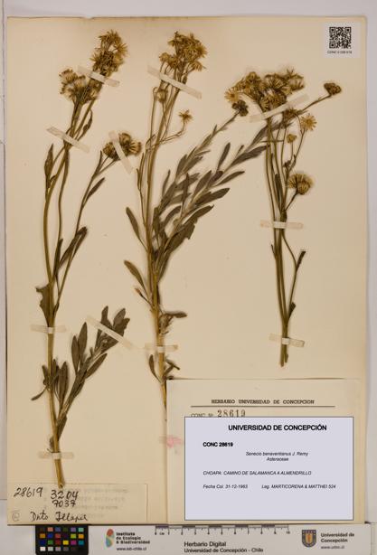 Senecio benaventianus [Espécimen: UDEC:CONC:0028619]