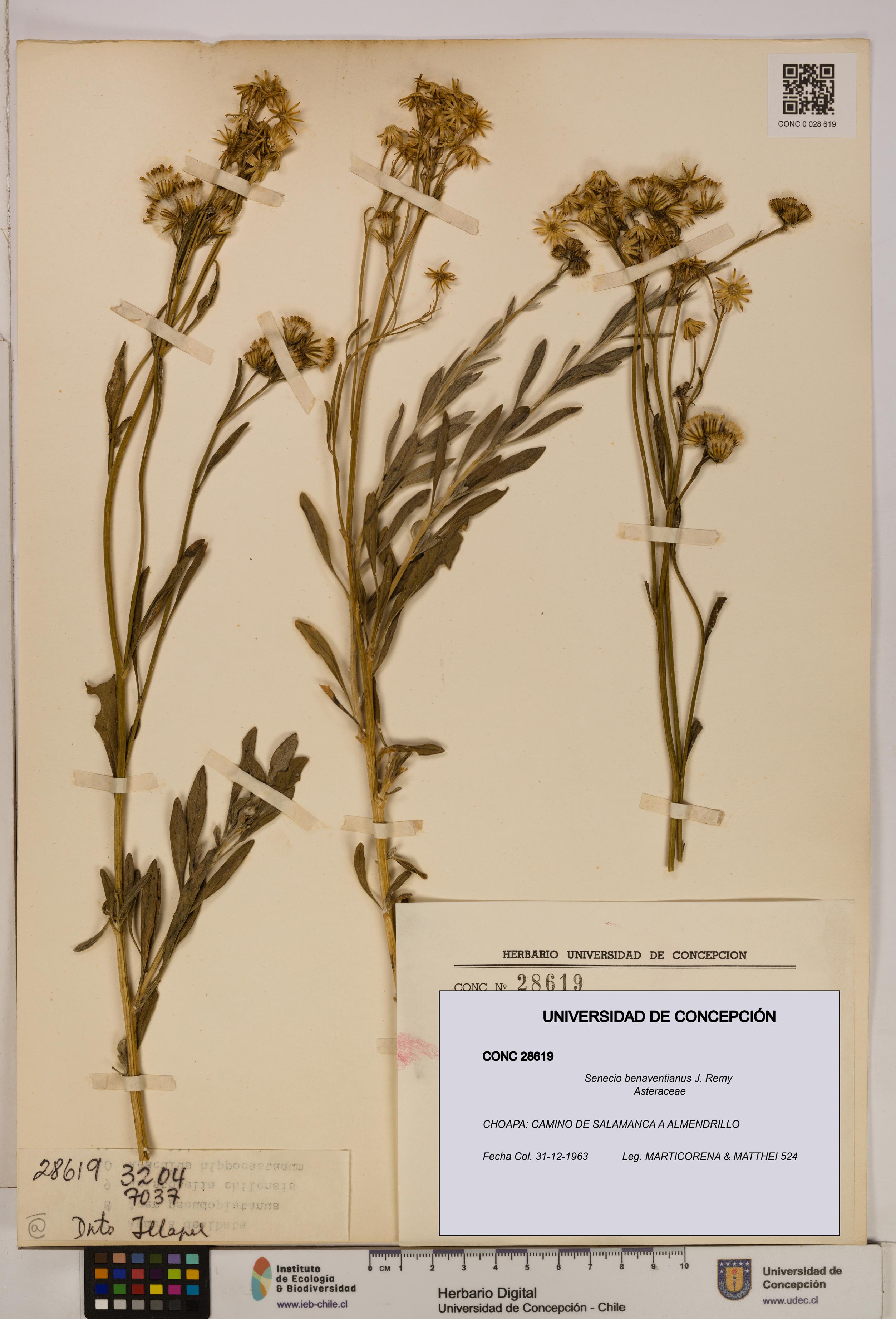 Senecio benaventianus [Espécimen: UDEC:CONC:0028619]