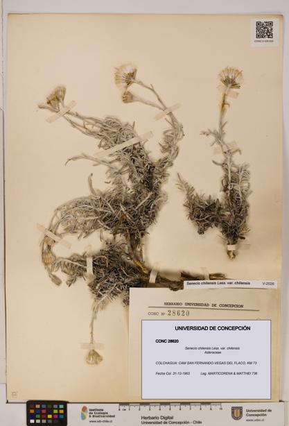 Senecio chilensis var. chilensis [Espécimen: UDEC:CONC:0028620]