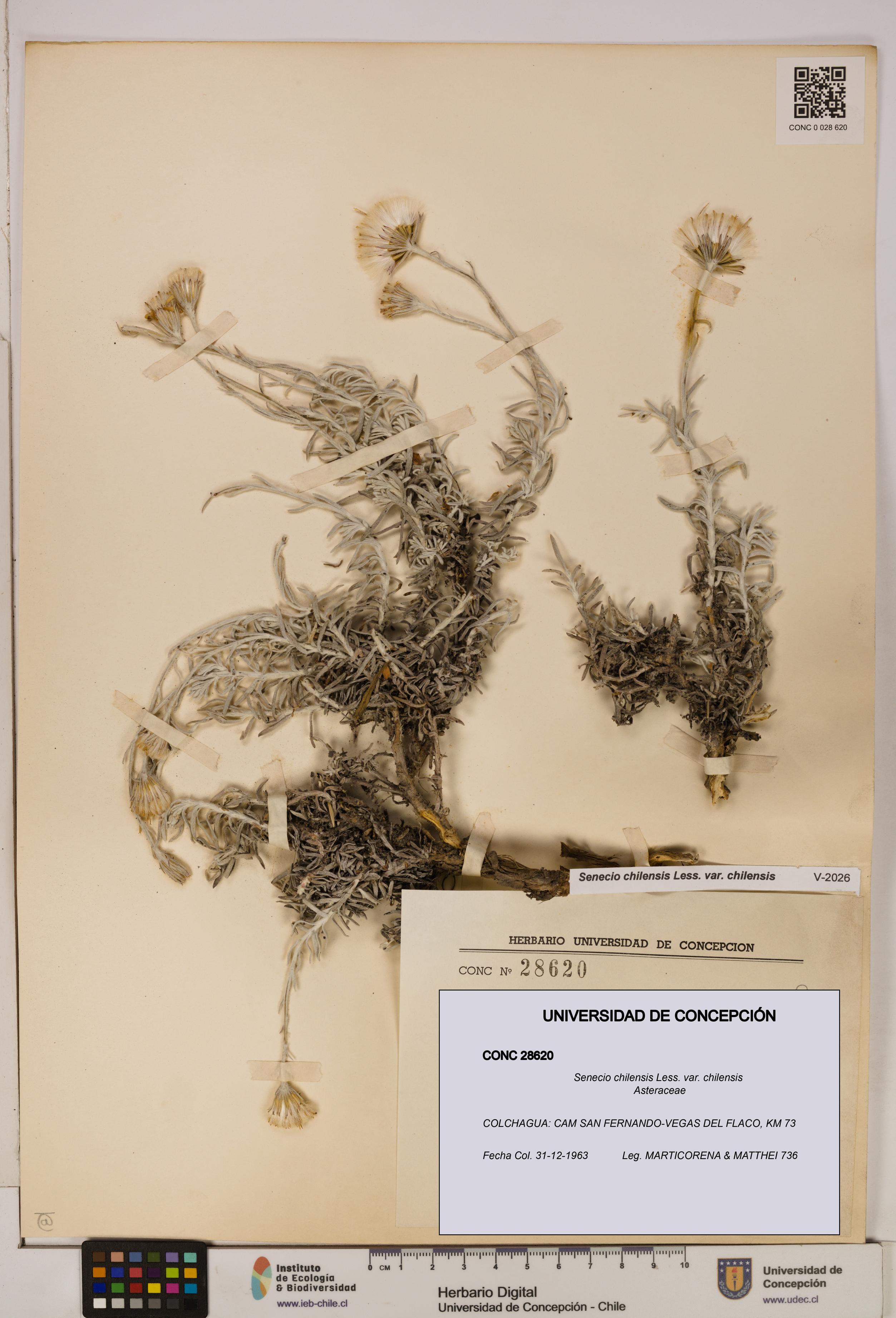 Senecio chilensis var. chilensis [Espécimen: UDEC:CONC:0028620]