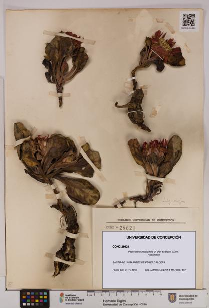 Pachylaena atriplicifolia [Espécimen: ]