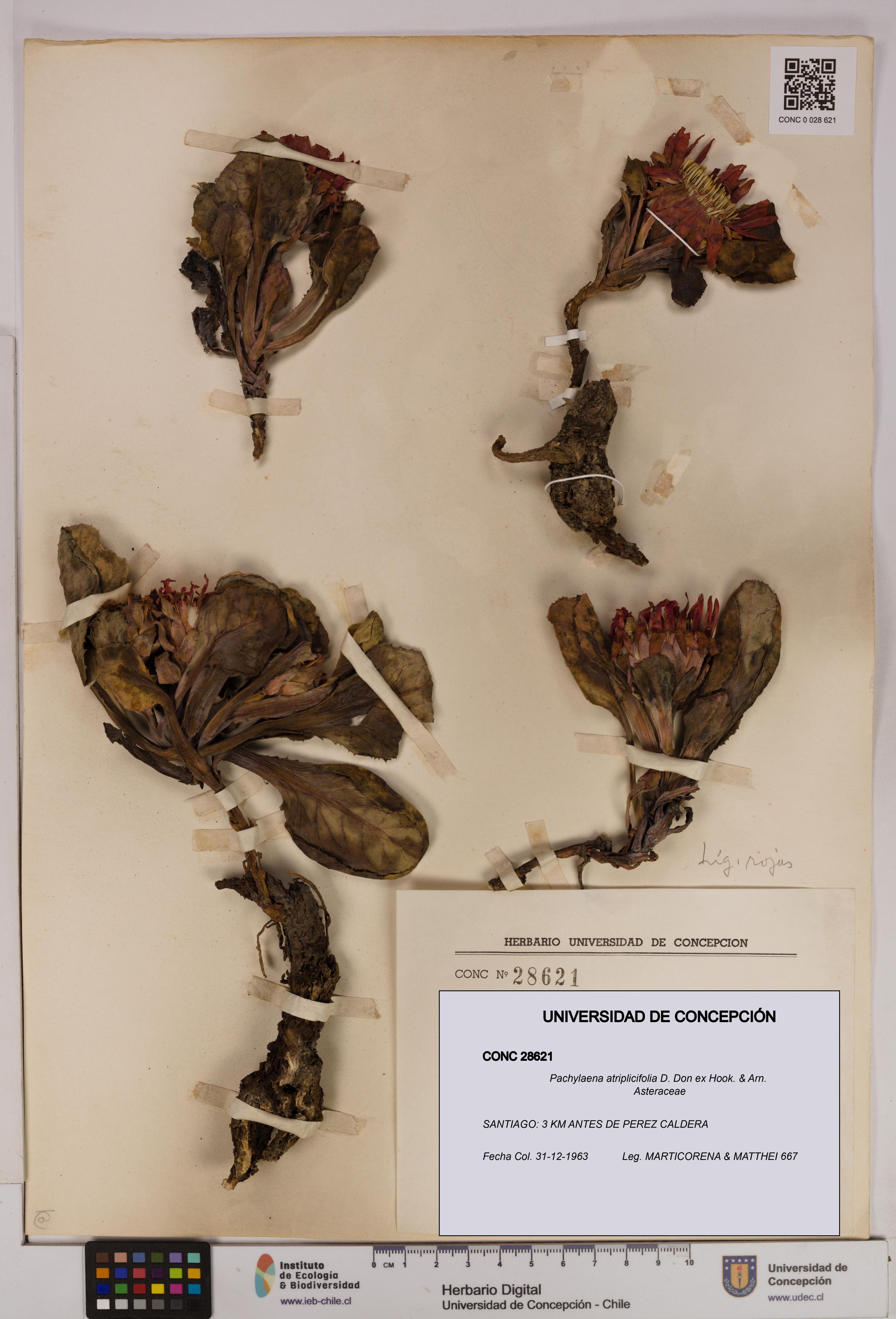 Pachylaena atriplicifolia [Espécimen: ]