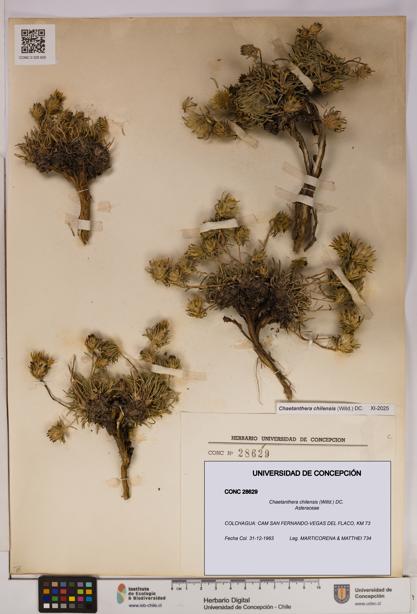 Chaetanthera chilensis [Espécimen: UDEC:CONC:0028629]
