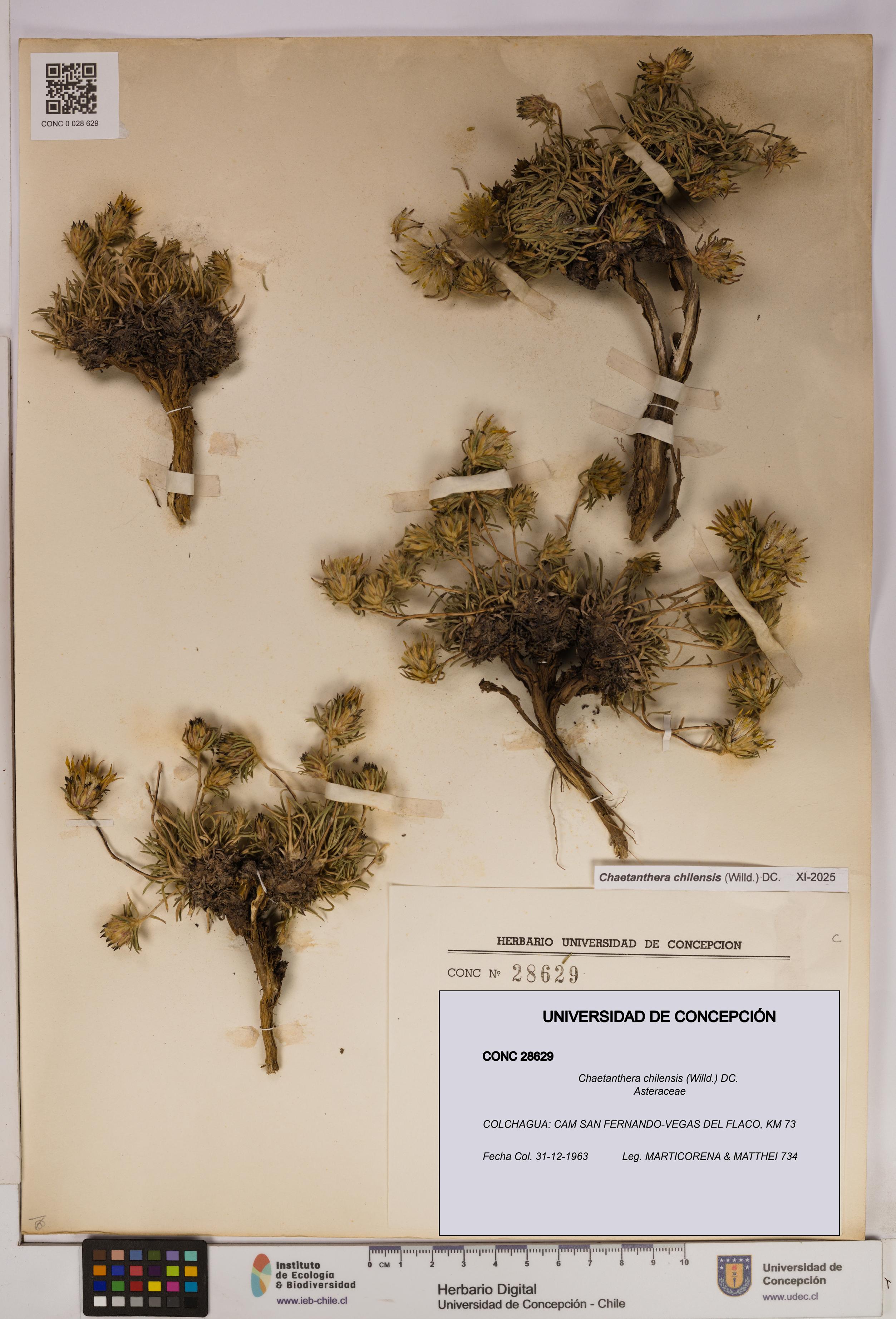 Chaetanthera chilensis [Espécimen: UDEC:CONC:0028629]