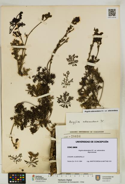 Argylia adscendens [Espécimen: UDEC:CONC:0028636]