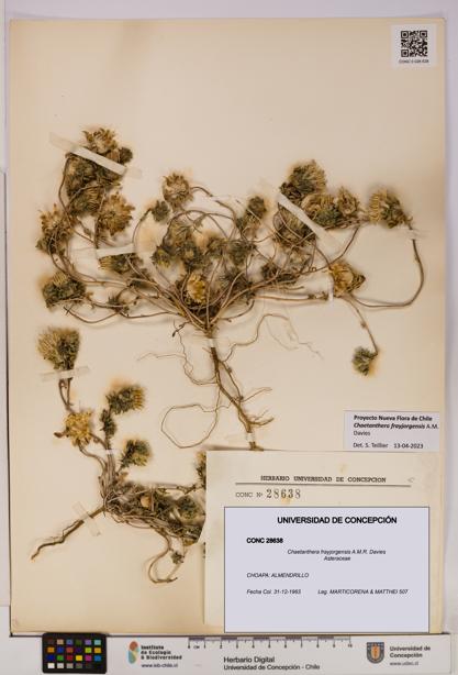 Chaetanthera frayjorgensis [Espécimen: UDEC:CONC:0028638]