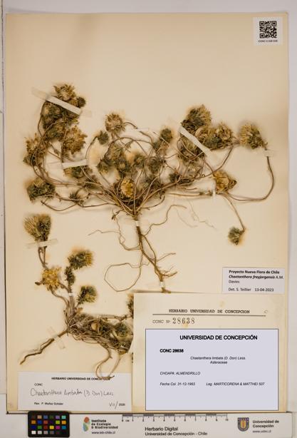 Chaetanthera limbata [Espécimen: ]