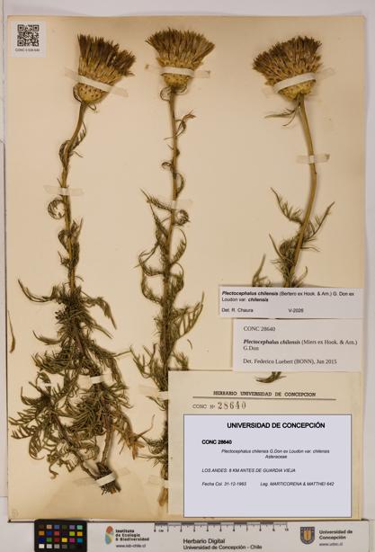 Plectocephalus chilensis [Espécimen: ]