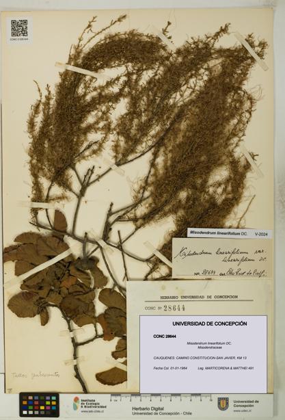 Misodendrum linearifolium [Espécimen: UDEC:CONC:0028644]