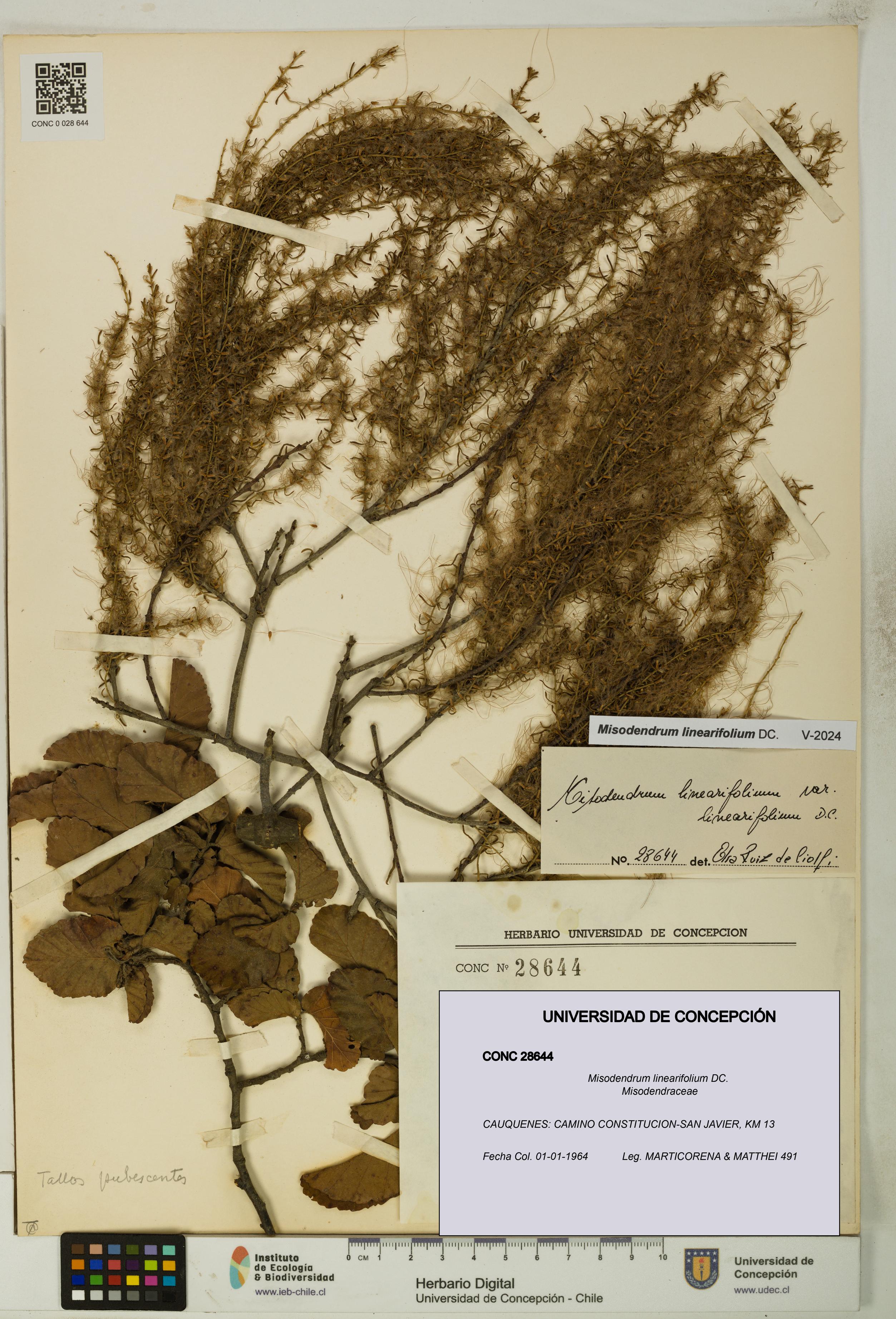 Misodendrum linearifolium [Espécimen: UDEC:CONC:0028644]
