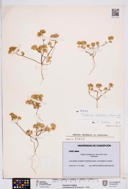 Triptilion capillatum [Espécimen: ]
