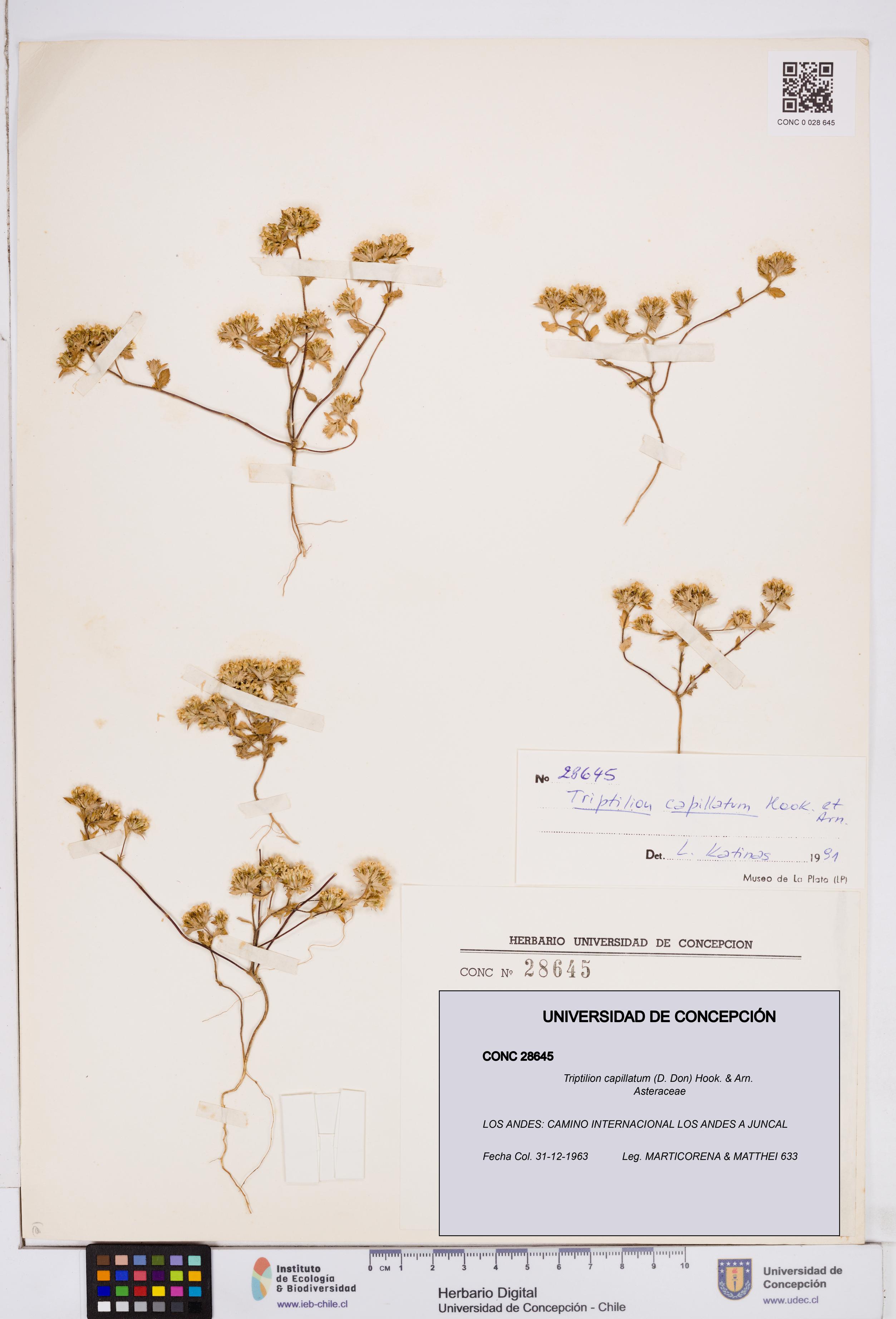 Triptilion capillatum [Espécimen: ]