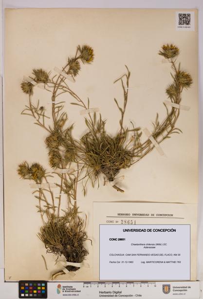 Chaetanthera chilensis [Espécimen: UDEC:CONC:0028651]