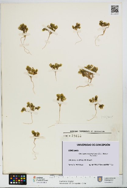 Chaetanthera euphrasioides [Espécimen: UDEC:CONC:0028655]