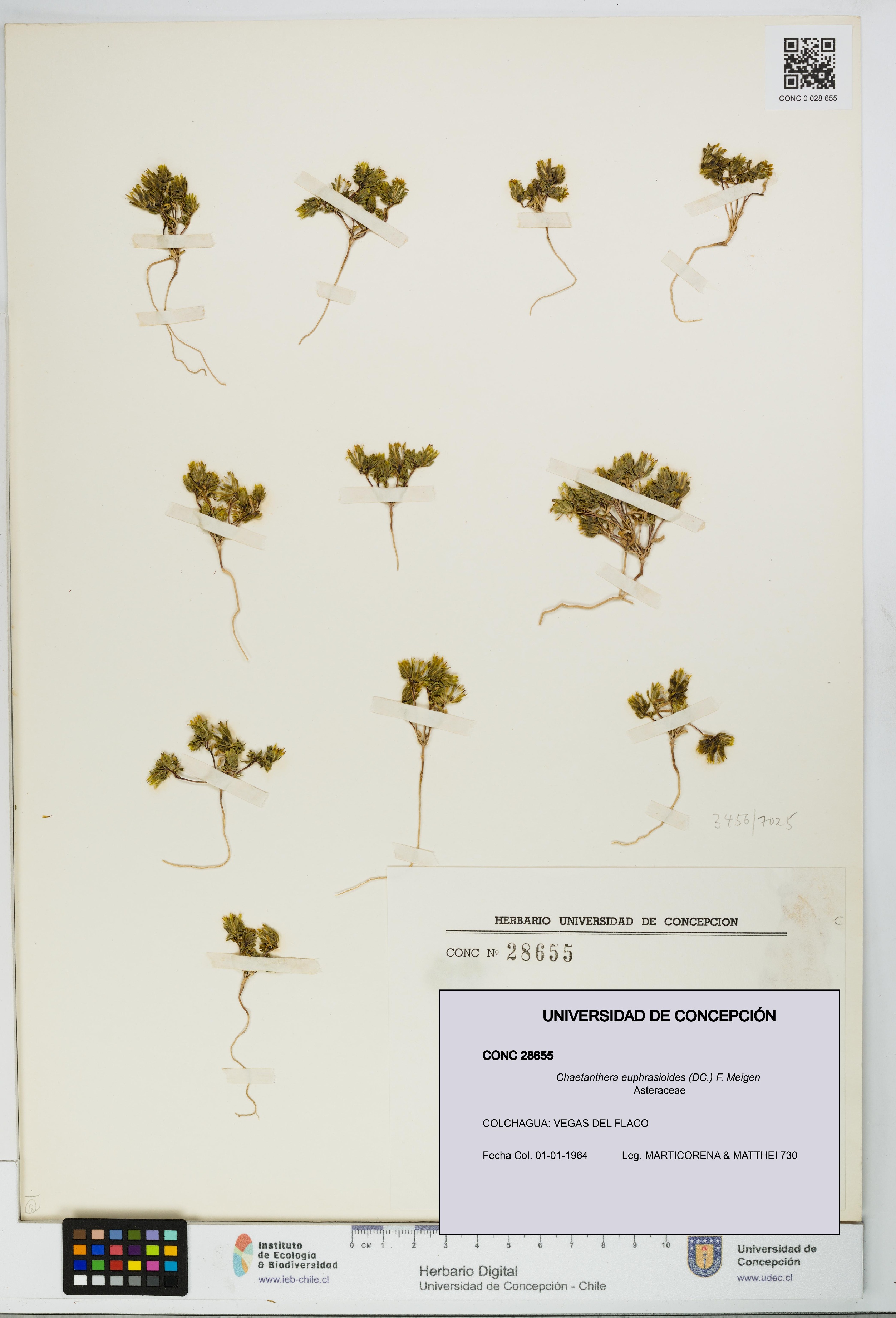 Chaetanthera euphrasioides [Espécimen: UDEC:CONC:0028655]