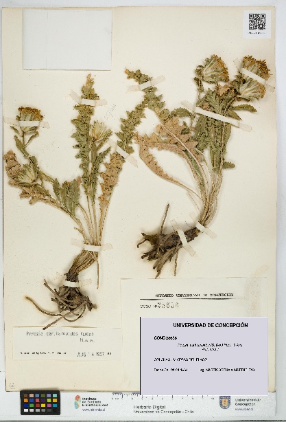 Perezia carthamoides [Espécimen: UDEC:CONC:0028656]