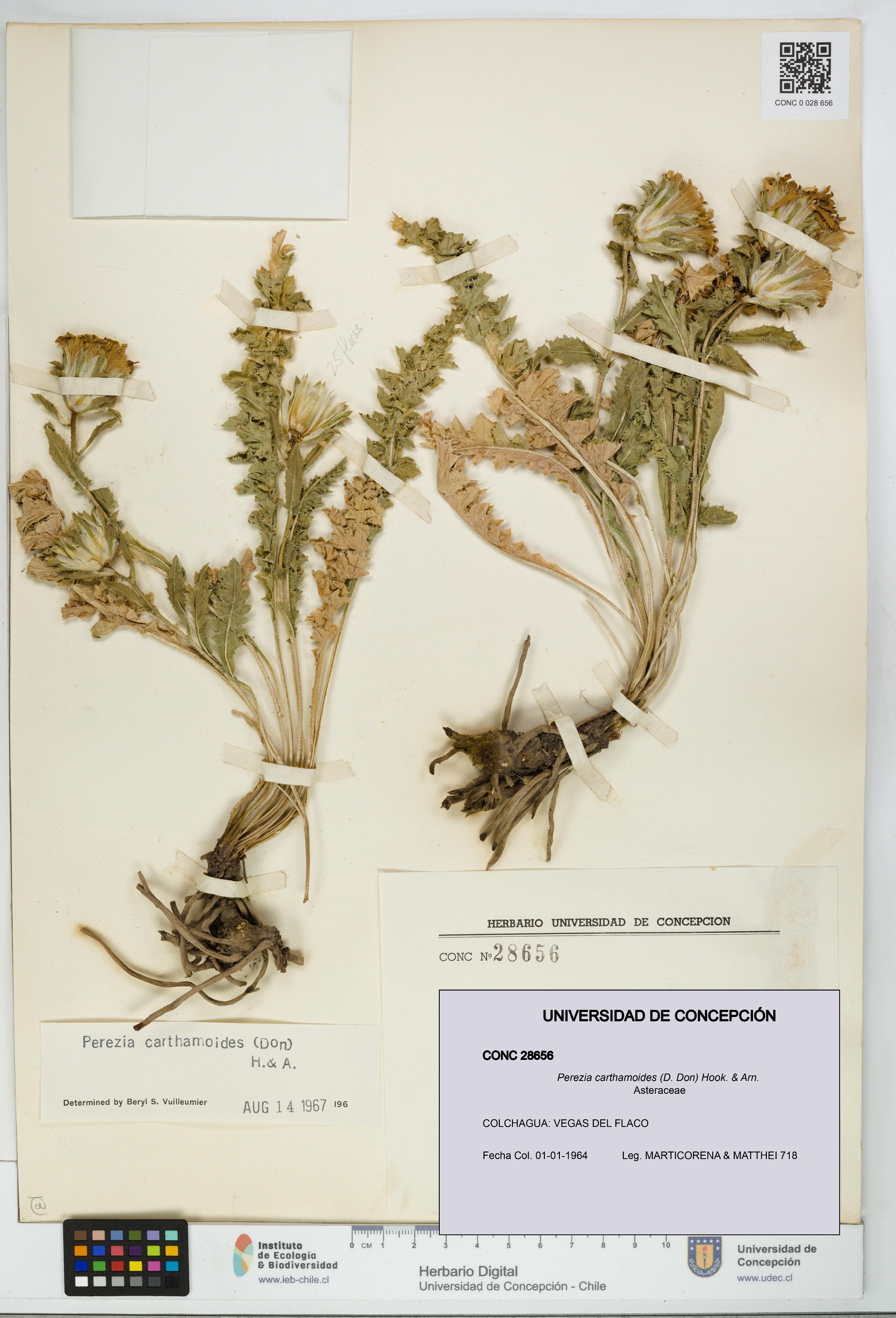 Perezia carthamoides [Espécimen: UDEC:CONC:0028656]