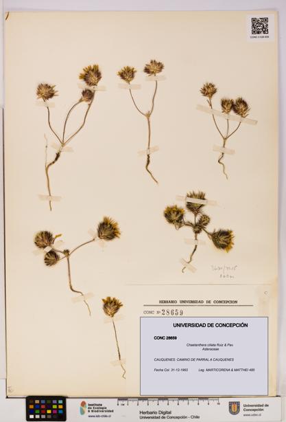 Chaetanthera ciliata [Espécimen: UDEC:CONC:0028659]