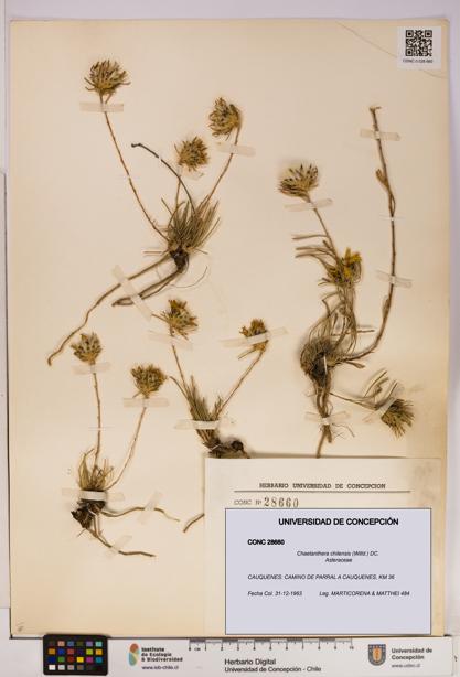 Chaetanthera chilensis [Espécimen: UDEC:CONC:0028660]