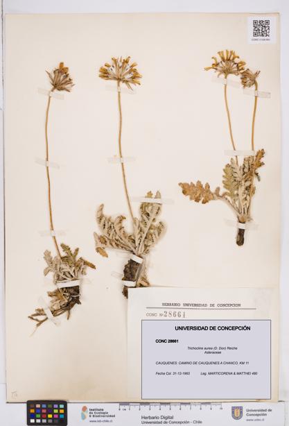 Trichocline aurea [Espécimen: ]