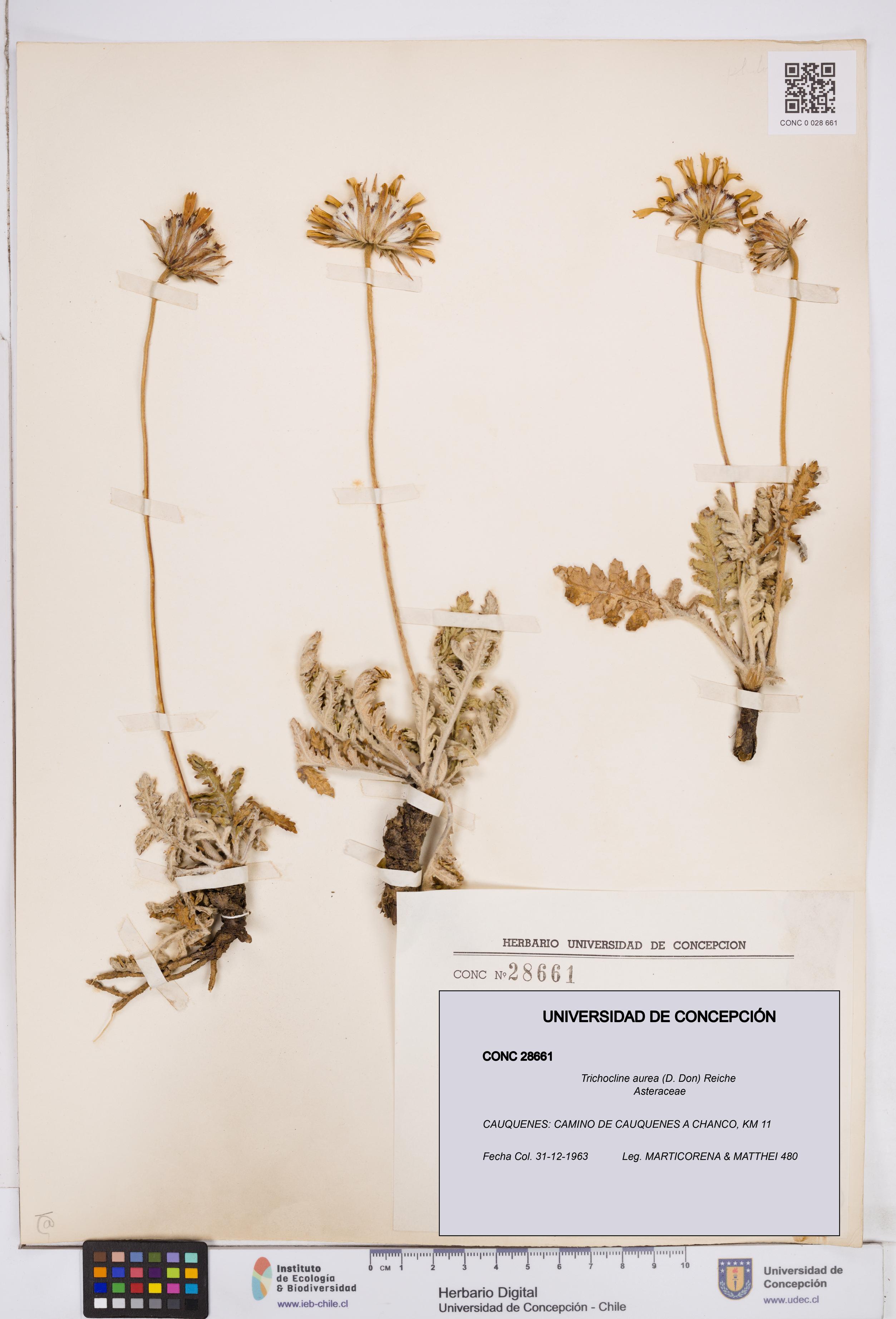 Trichocline aurea [Espécimen: ]