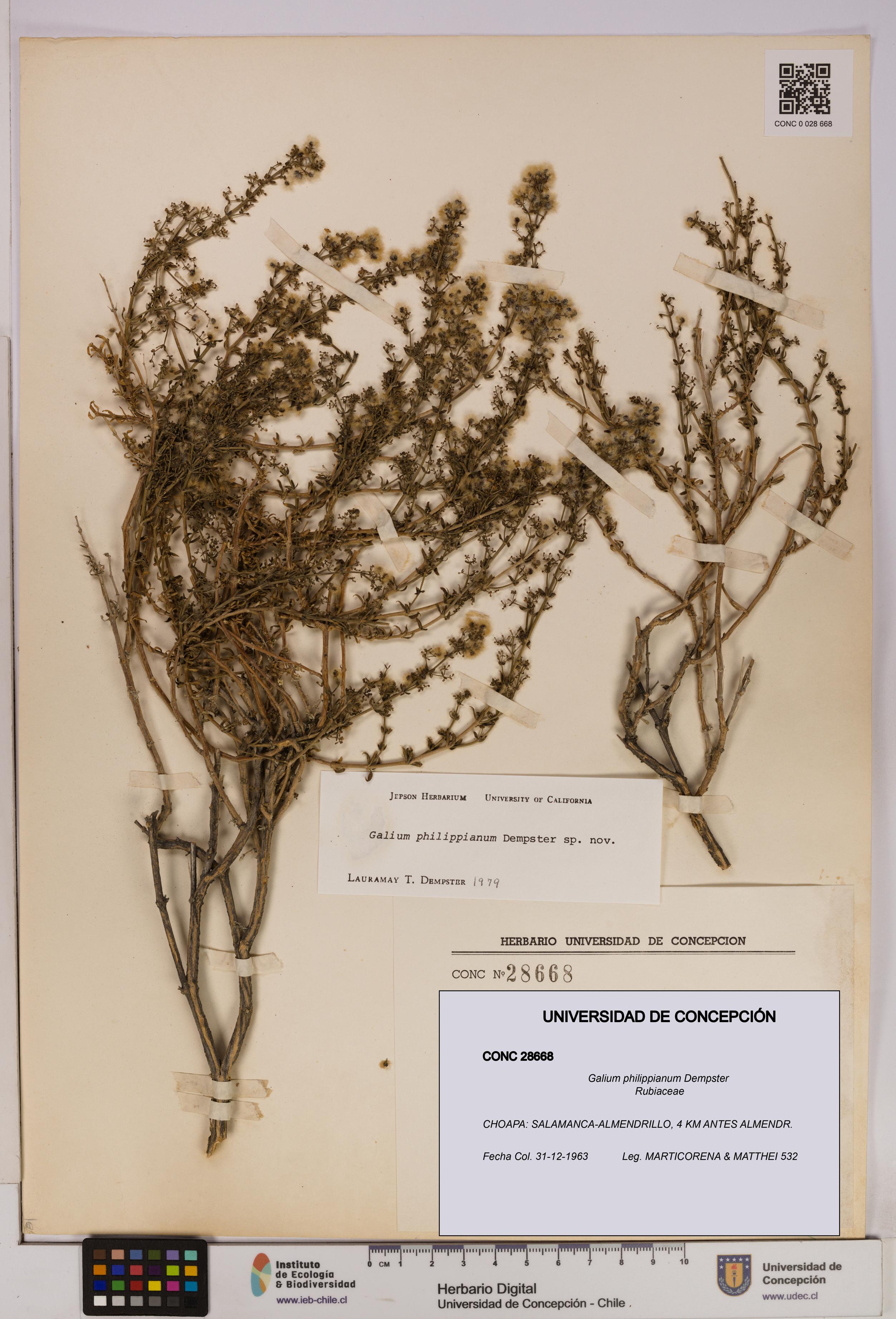 Galium philippianum [Espécimen: UDEC:CONC:0028668]