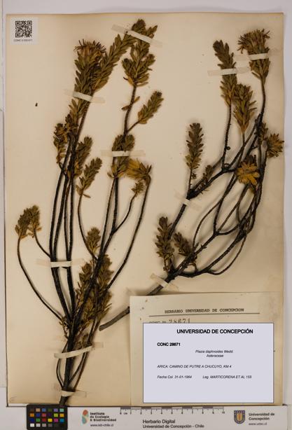Plazia daphnoides [Espécimen: UDEC:CONC:0028671]