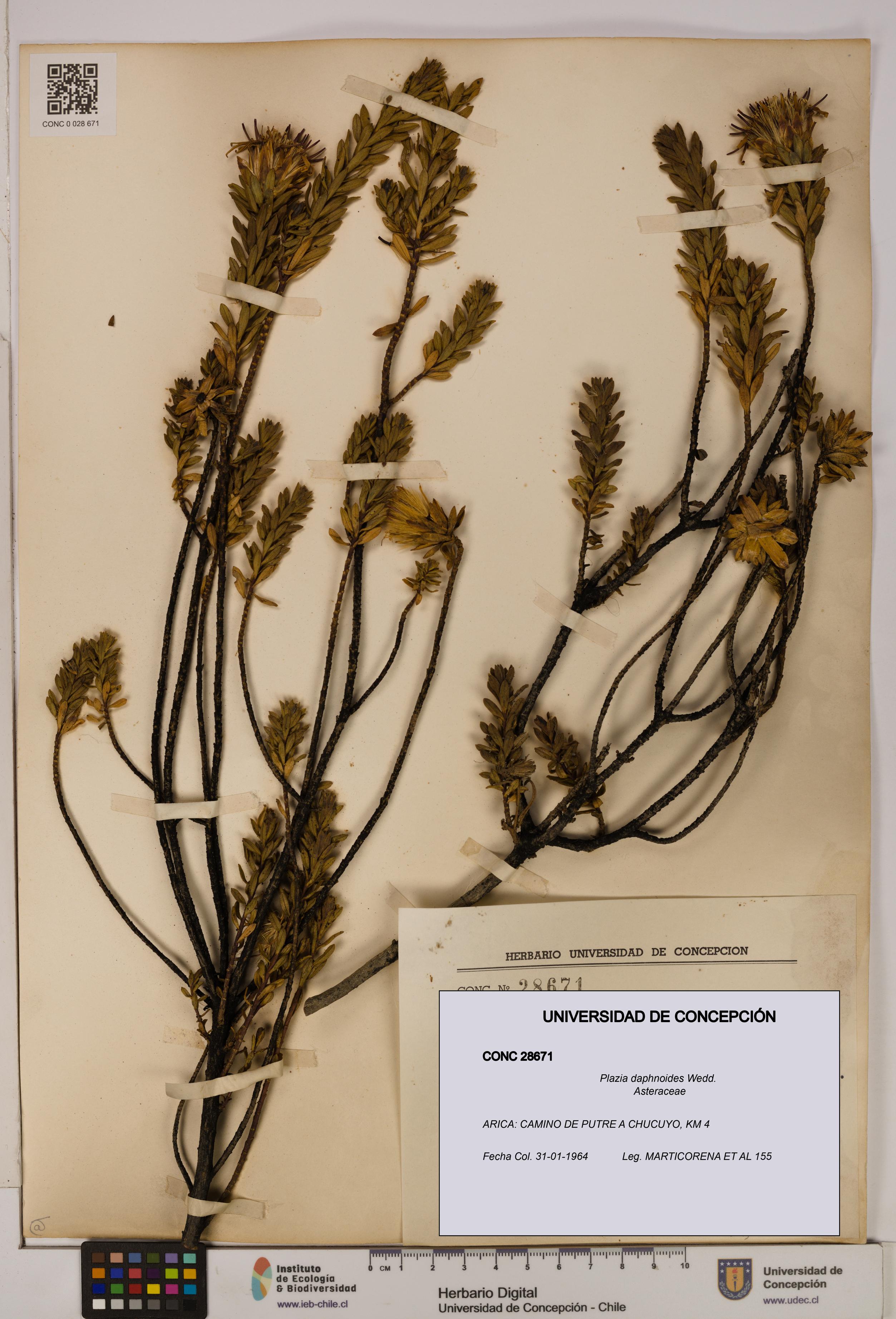 Plazia daphnoides [Espécimen: UDEC:CONC:0028671]