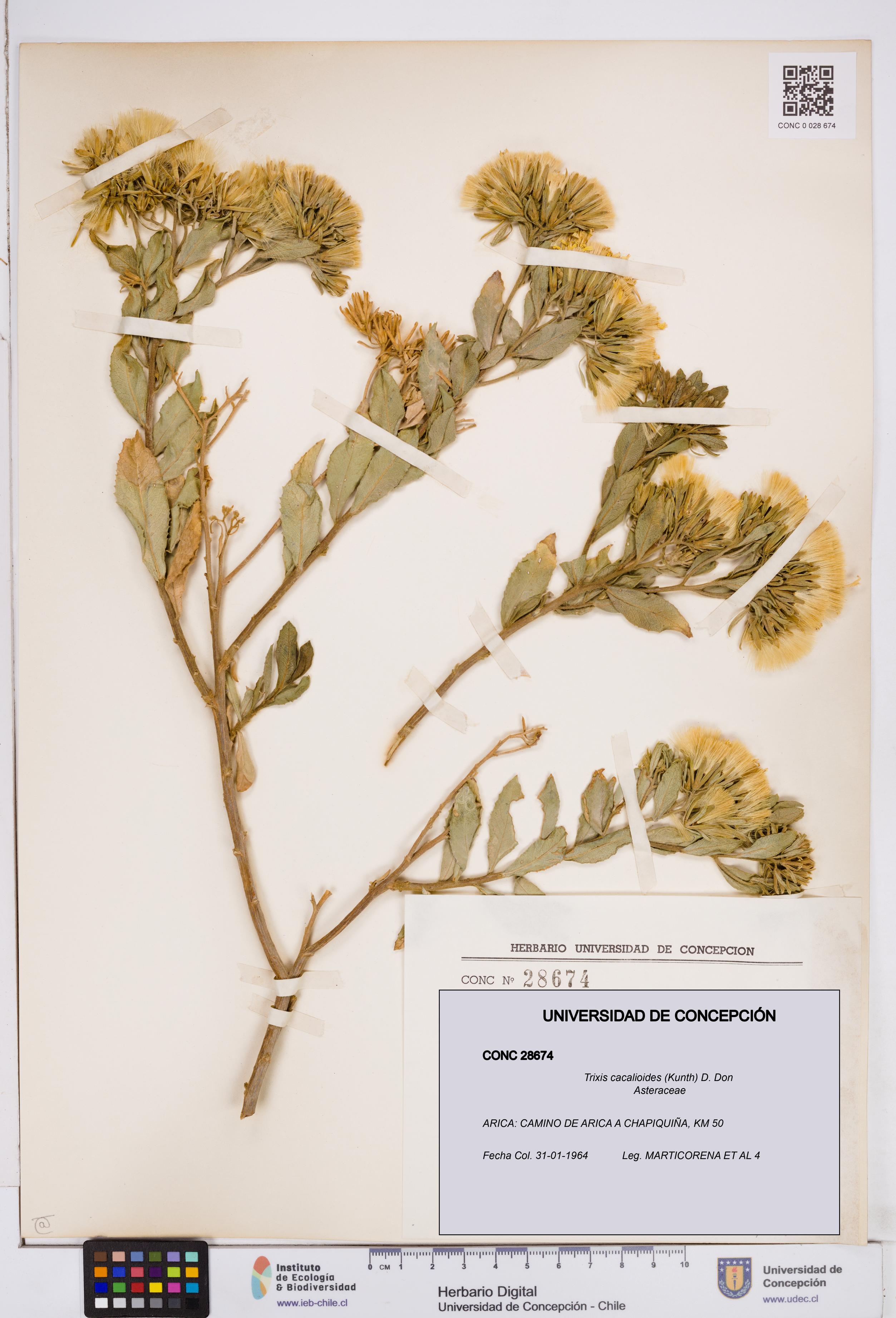 Trixis cacalioides [Espécimen: ]