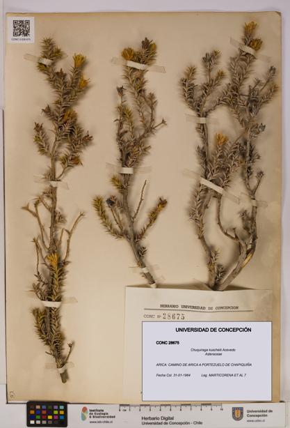 Chuquiraga kuschelii [Espécimen: UDEC:CONC:0028675]