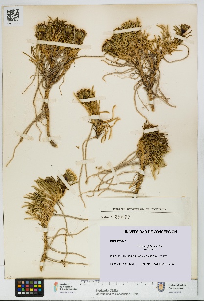 Werneria glaberrima [Espécimen: UDEC:CONC:0028677]